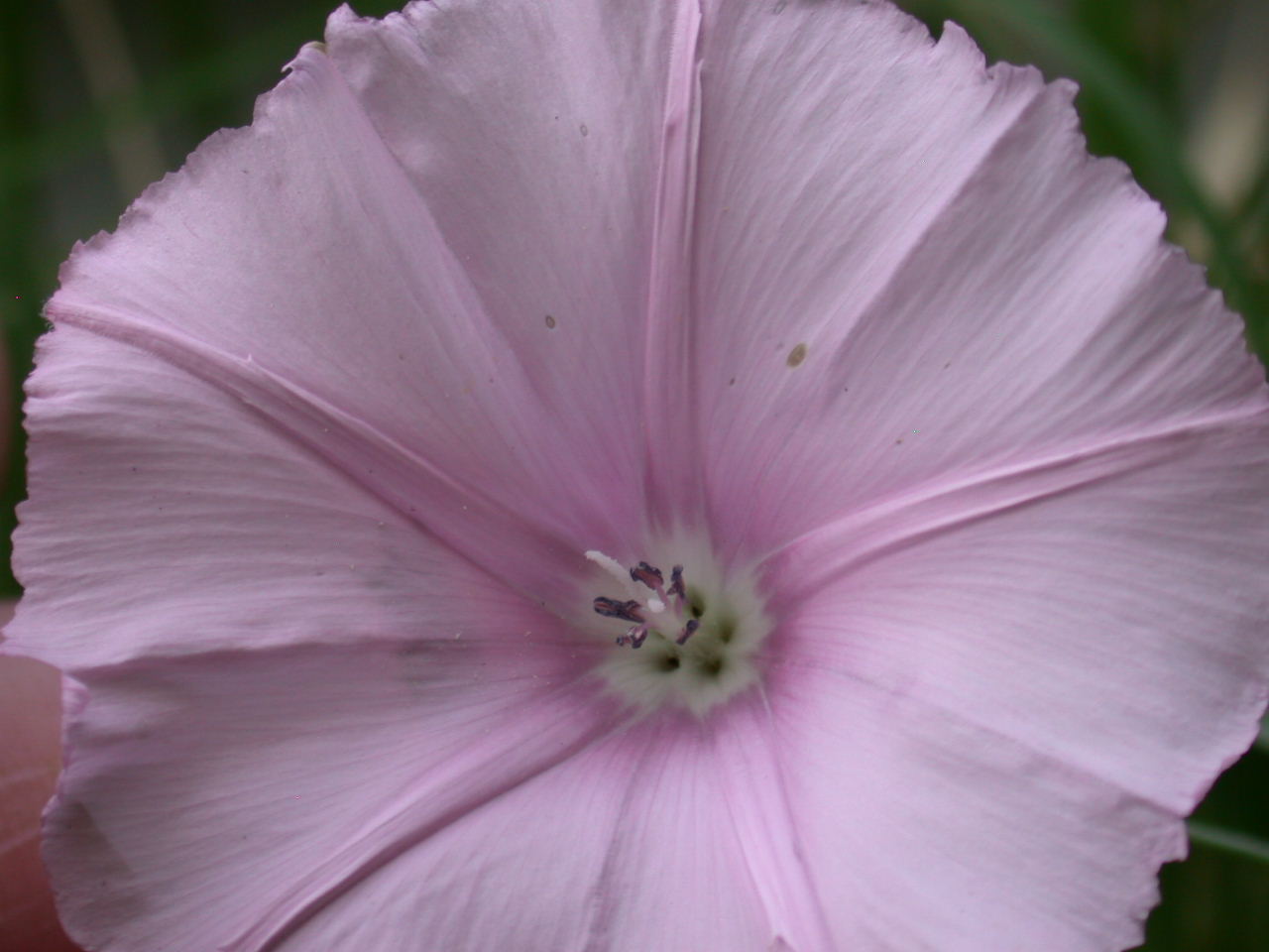 Convolvulus elegantissimus / Vilucchio elegantissimo (quiz)